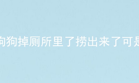 狗狗掉厕所里了捞出来了可是