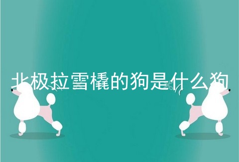 北极拉雪橇的狗是什么狗