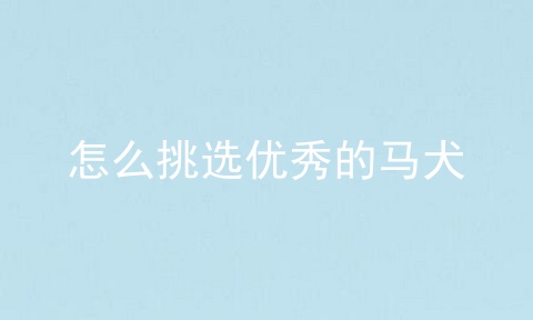 怎么挑选优秀的马犬