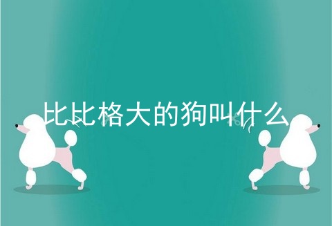 比比格大的狗叫什么