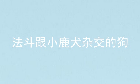 法斗跟小鹿犬杂交的狗