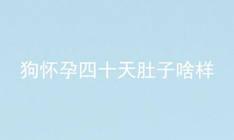 狗怀孕四十天肚子啥样