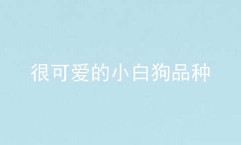 很可爱的小白狗品种