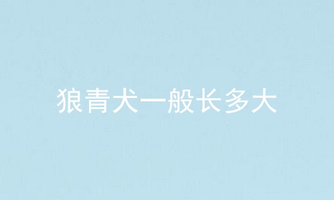 狼青犬一般长多大