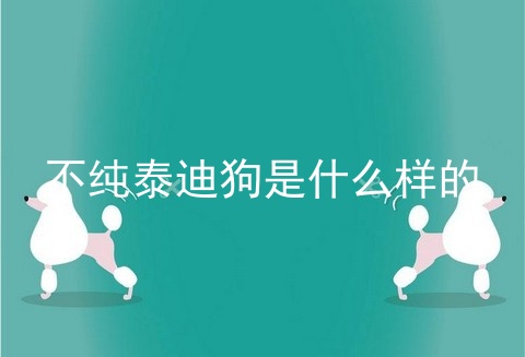 不纯泰迪狗是什么样的