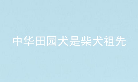 中华田园犬是柴犬祖先