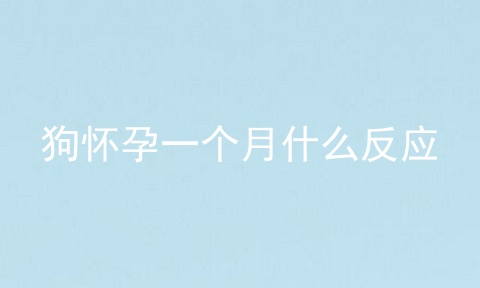 狗怀孕一个月什么反应