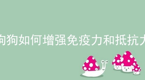 狗狗如何增强免疫力和抵抗力