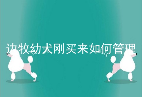 边牧幼犬刚买来如何管理