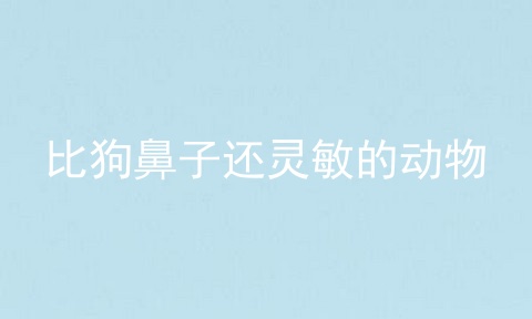比狗鼻子还灵敏的动物
