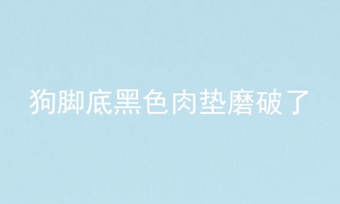狗脚底黑色肉垫磨破了