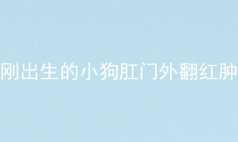 刚出生的小狗肛门外翻红肿