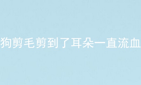 狗剪毛剪到了耳朵一直流血