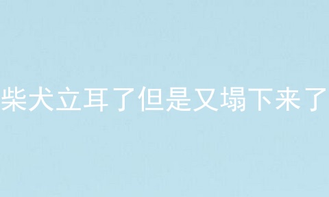 柴犬立耳了但是又塌下来了
