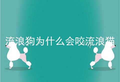 流浪狗为什么会咬流浪猫