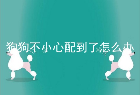 狗狗不小心配到了怎么办
