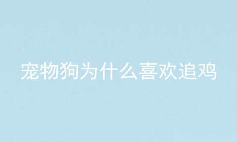 宠物狗为什么喜欢追鸡