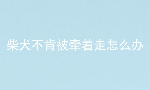 柴犬不肯被牵着走怎么办
