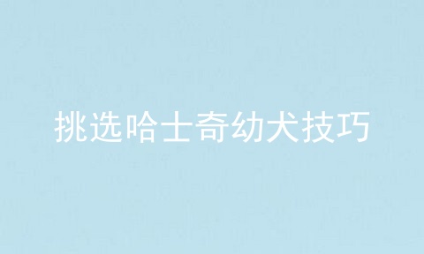 挑选哈士奇幼犬技巧