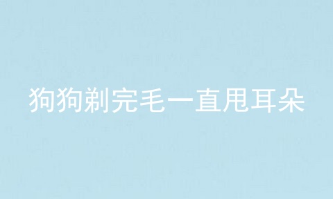 狗狗剃完毛一直甩耳朵