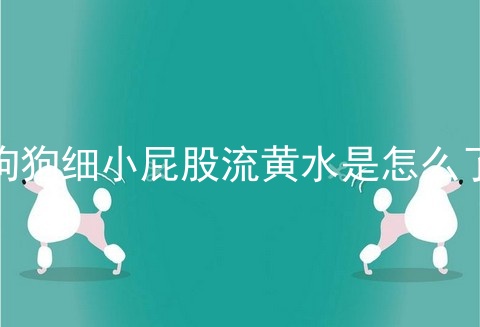 狗狗细小屁股流黄水是怎么了