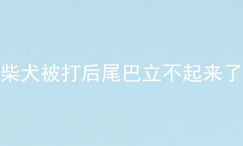 柴犬被打后尾巴立不起来了
