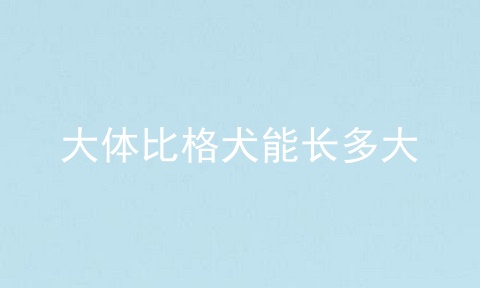 大体比格犬能长多大