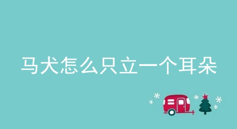 马犬怎么只立一个耳朵