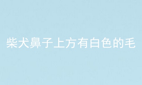 柴犬鼻子上方有白色的毛