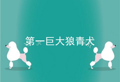 第一巨大狼青犬