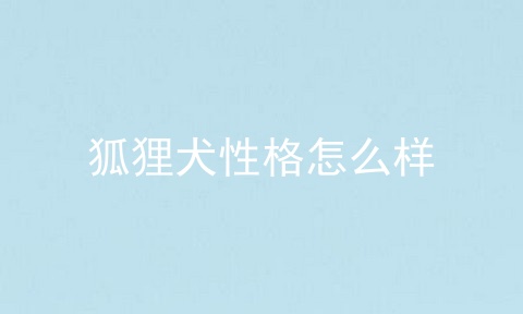狐狸犬性格怎么样