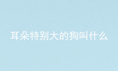 耳朵特别大的狗叫什么