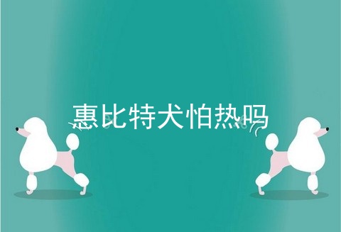 惠比特犬怕热吗
