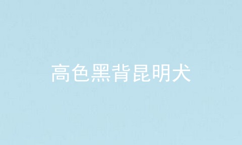 高色黑背昆明犬