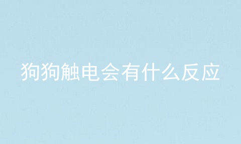 狗狗触电会有什么反应