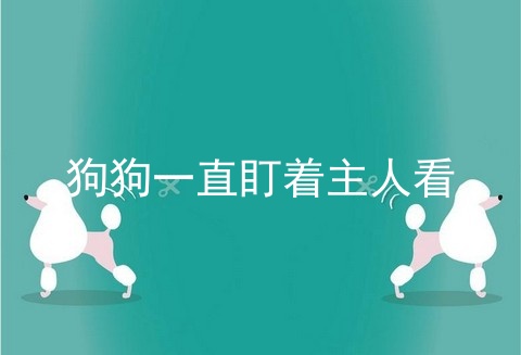 狗狗一直盯着主人看