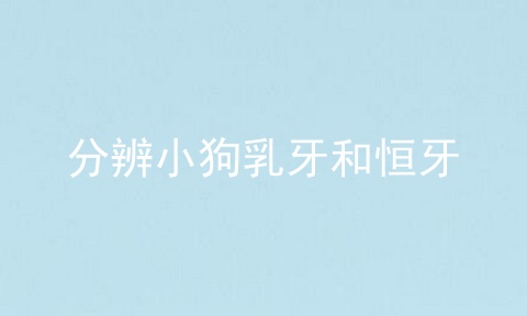 分辨小狗乳牙和恒牙