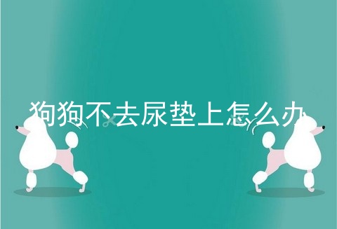 狗狗不去尿垫上怎么办