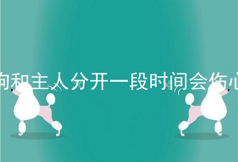 狗狗和主人分开一段时间会伤心吗