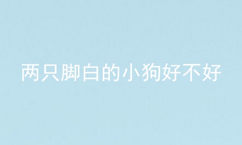 两只脚白的小狗好不好