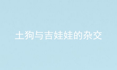 土狗与吉娃娃的杂交