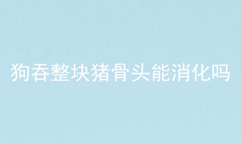 狗吞整块猪骨头能消化吗