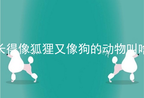 长得像狐狸又像狗的动物叫啥