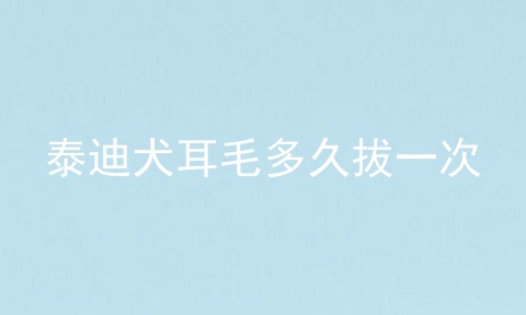 泰迪犬耳毛多久拔一次