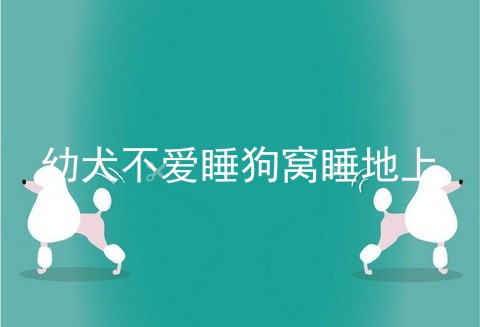 幼犬不爱睡狗窝睡地上
