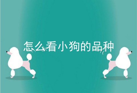 怎么看小狗的品种