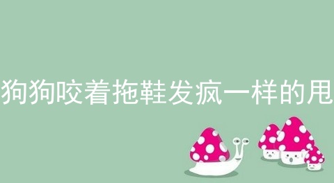 狗狗咬着拖鞋发疯一样的甩