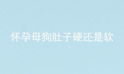 怀孕母狗肚子硬还是软