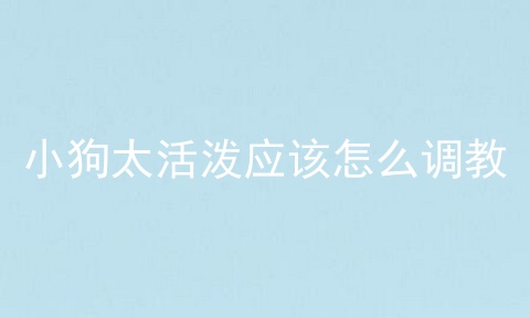 小狗太活泼应该怎么调教