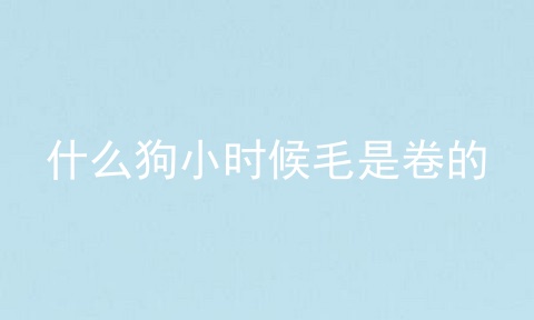 什么狗小时候毛是卷的